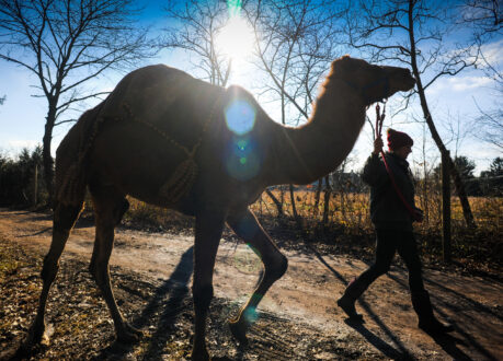 Einstein the camel has been in hot demand